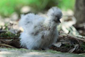 Close up of white silkie chicks looking for food