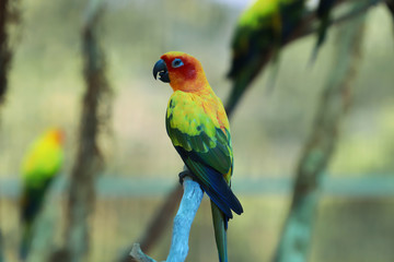 Sun Conure parrot bird on the branch