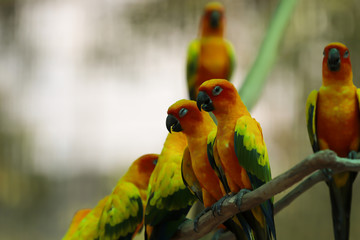 Sun Conure parrot bird on the branch