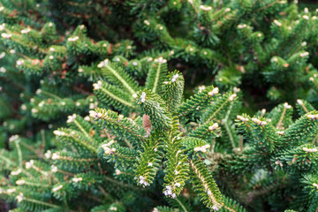 green background of spruce branch closeup