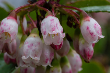 Flowering Evergreen Huckleberry (Vaccinium ovatum). Washington State, USA