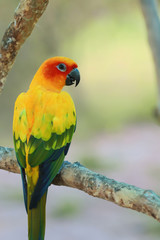 Sun Conure parrot bird on the branch