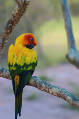 Sun Conure parrot bird on the branch