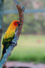 Sun Conure parrot bird on the branch