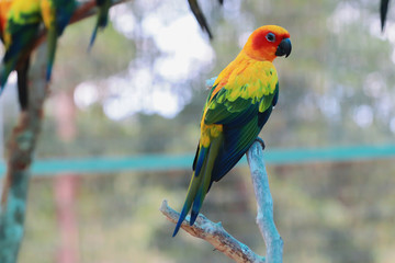 Sun Conure parrot bird on the branch