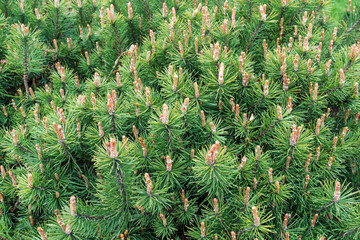 green background of spruce branch closeup