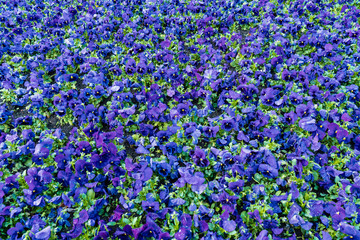 background blue flowers pansies