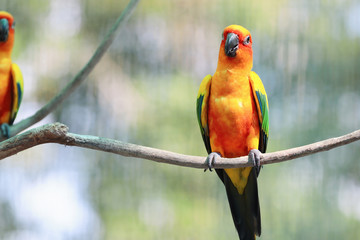 Sun Conure parrot bird on the branch