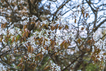 spring background flowering tree with white magnolia flowers