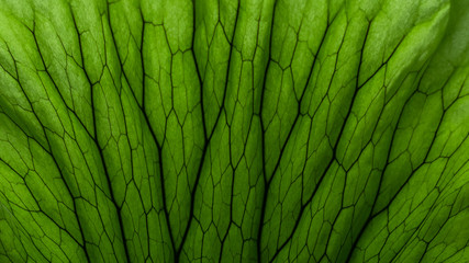 Close up leaf