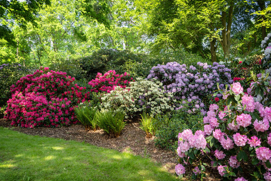 park with flowering rhododendrons in spring