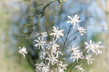 magnolia flowers in spring blurred