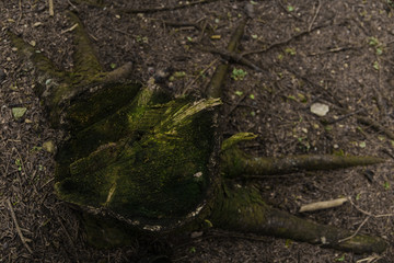 mossy tree stump