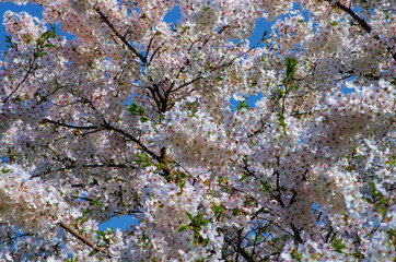 Obraz premium White cherry blossoms on a spring day in the park blurred