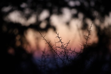 Backlit thorns 2