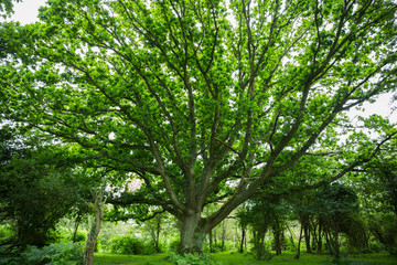 Obraz premium Green tree leaves in canopy