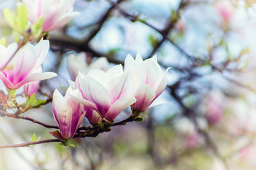 blossoming pink magnolia in spring blurred