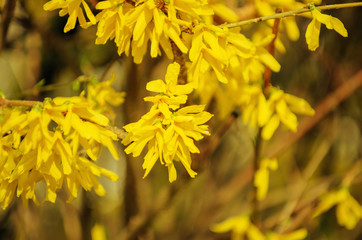yellow flowers blooming in early spring blurred
