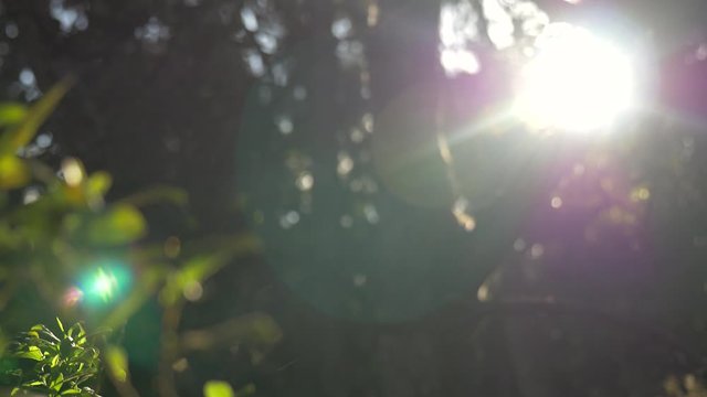 rain in native Hawaiian forest boom up to sunbeam