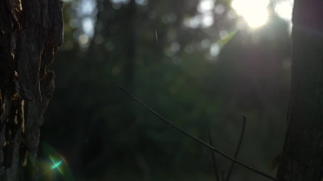spider web in native Hawaiian ohia tree boom down silhouette