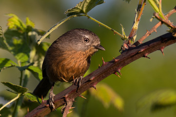 Here's looking at ya!  Wrentit (Chamaea fasciata) on blackberry stem covered with thorns. Willamette Valley, Oregon
