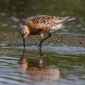 Red Knot (Calibris canutus) searching for food in mudflats at Bottle Beach State Park, Washington.