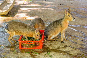 Naklejka premium The animals in the tropical forest in Yanoda Park, Sanya city. Hainan, China.