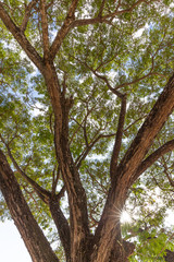 Fototapeta premium Tree branch out, Environmetal and nature background