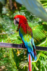 The beautiful colorful parrot in the tropical forest in Yanoda Park,  Sanya city. Hainan, China.