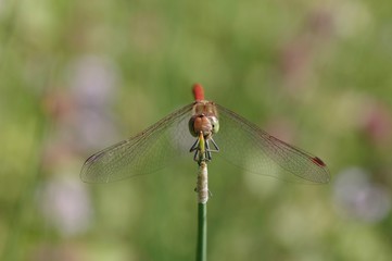 A dragonfly eye to eye