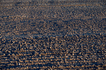 Campo sembrado al atardecer con texturas del sembrado.
