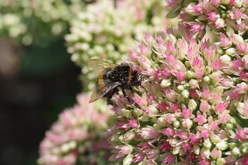 A bumblebee out for nectar