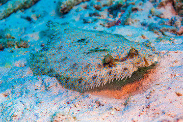 Fototapeta na wymiar Closeup of Peacock Flounder resting on seabed