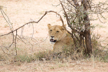 Lioness at Serengeti National Park,  Tanzania, Africa