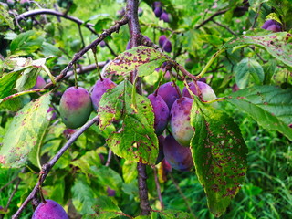 plums on tree