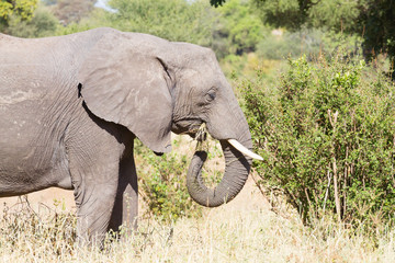Elephant close up, Tarangire National Park, Tanzania