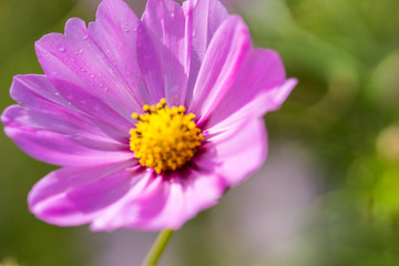 Obraz premium コスモス