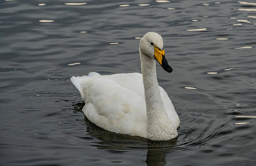 Obraz premium swan on the lake in Reykjavik Iceland