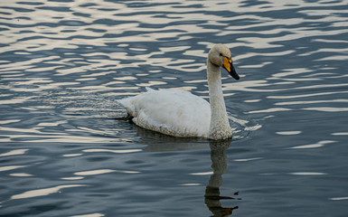 swan on the lake in Reykjavik Iceland