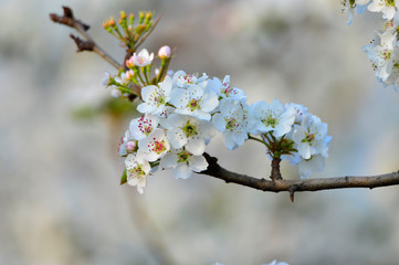 Pear flower in full bloom in spring
