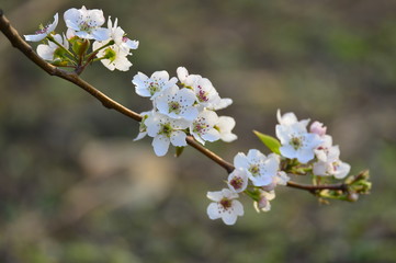Pear flower in full bloom in spring