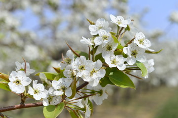 Pear flower in full bloom in spring