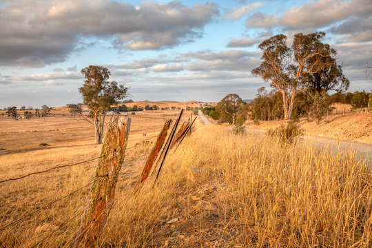 Sheep paddock in the Australian countryside