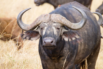 Cape buffalo from Serengeti National Park, Tanzania, Africa