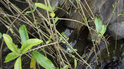 frog in the pond