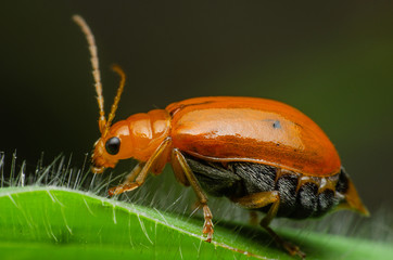 bug on green leaf