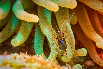 Spotted cleaner shrimp waiting for a fish to clean