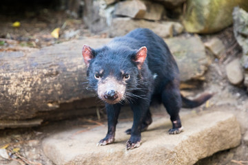 Tasmanian devil Australian animal