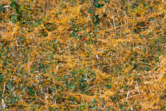 Dodder Genus Cuscuta Is The Parasite Wraps The Stems Of Plant Cultures With Yellow Threads And Sucks Out The Vital Juice And Nutrients