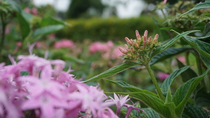 flowers in the garden